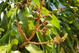 Close-up of mango tree stem with green, marble-sized mangos attached