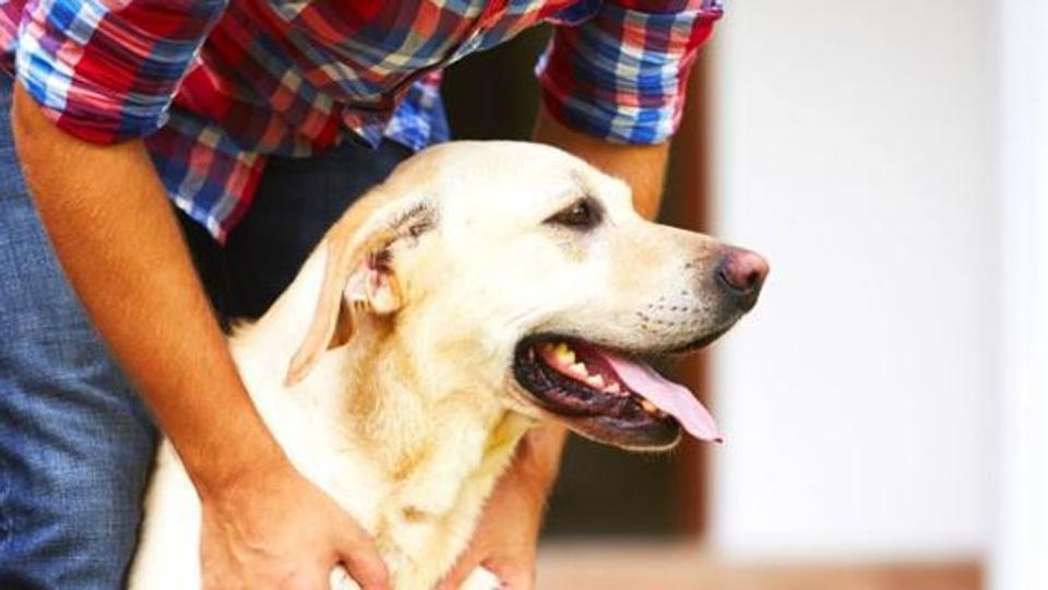 The negative aspects of pet ownership, says the study, are the emotional burden of pet ownership and the psychological impact that losing a pet has.