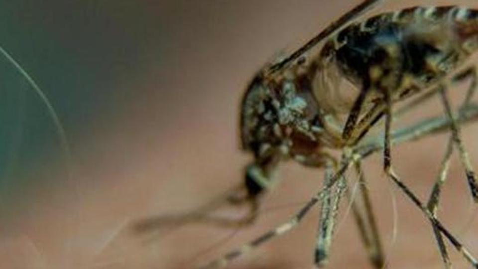 Malaria treatment: Scientists used the Nobel Prize-winning technology cro-EM to decode how malaria parasites invade our cells.