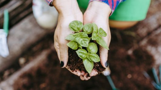 Holding a basil plant with bare hands