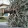 Still Have Your Christmas Tree? Toms River Will Take It